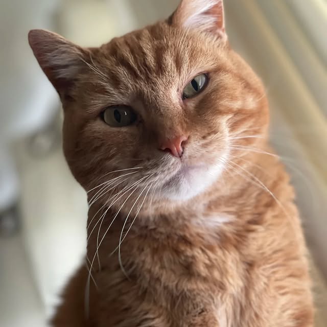 Post by cobblerkittycat