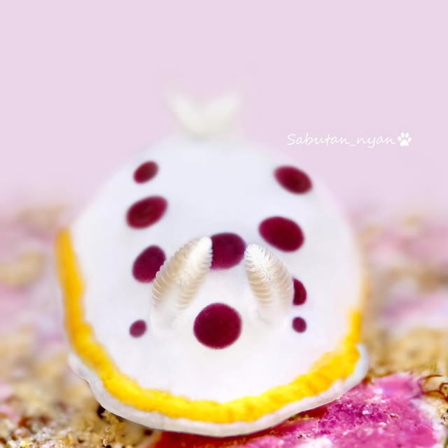 Post by sabutan_nyan