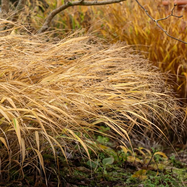 Post by wildsidegarden