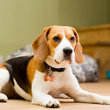 Me and My Dog 🐕's profile picture