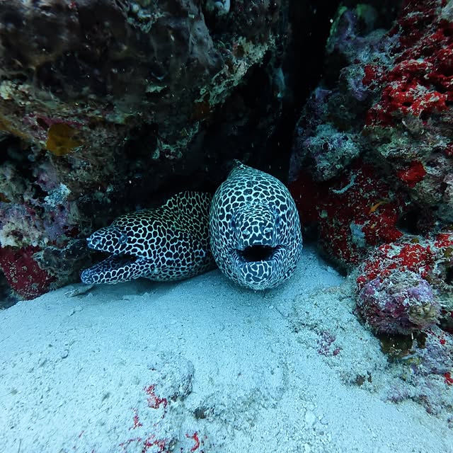 Post by kingkongdivingsg