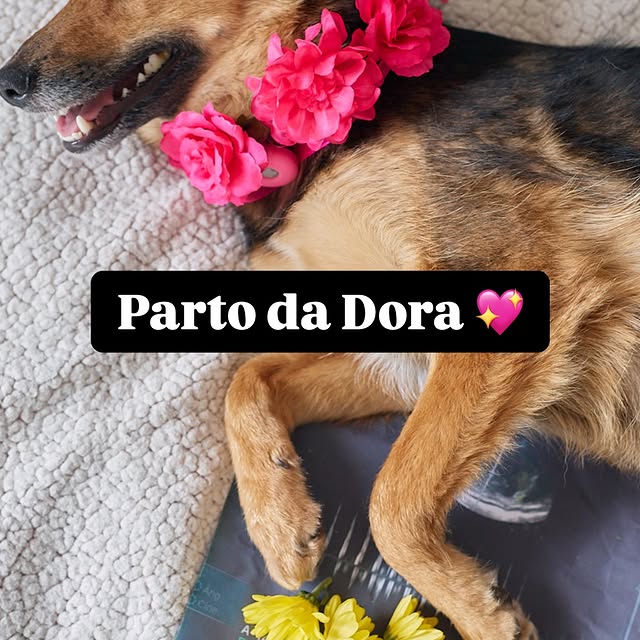 Post by casalpetfamily