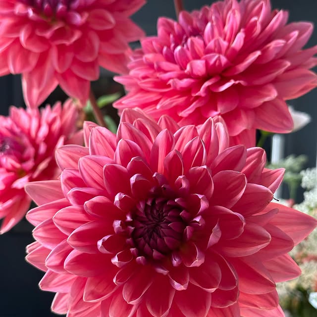 Post by serenada_dahlias