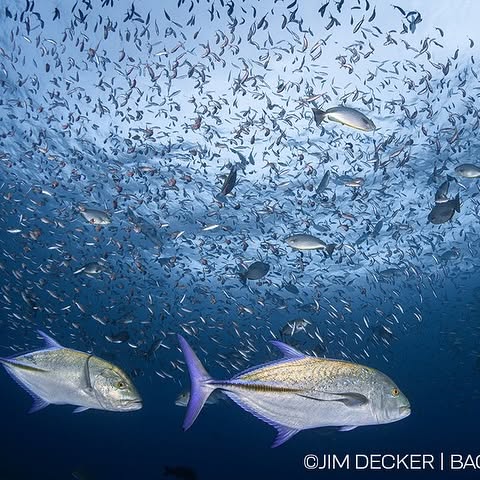 Post by backscattervideophoto