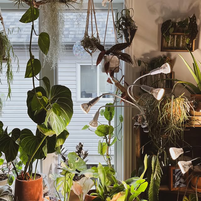 Post by houseofbotanical