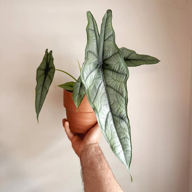 Post by philobrandon