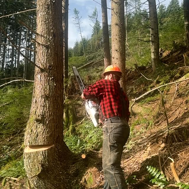 Post by thulinetimberco