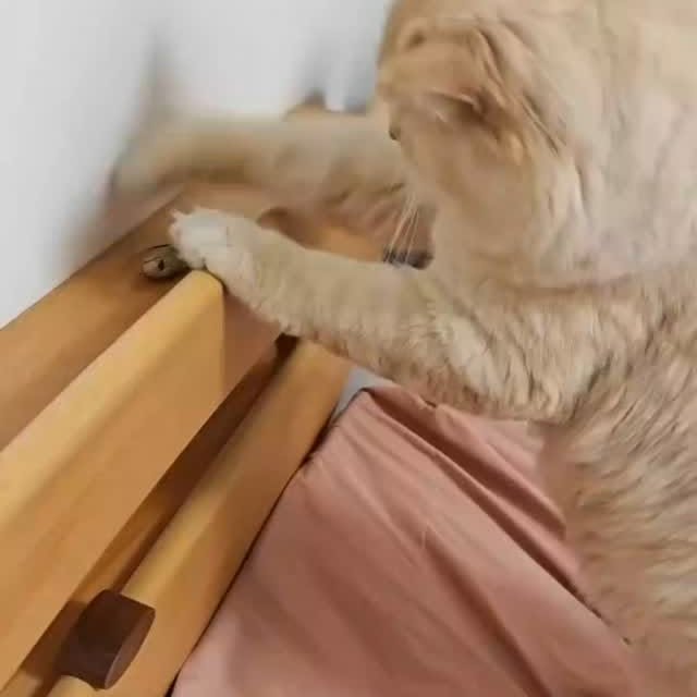 Post by cats_meows_planet