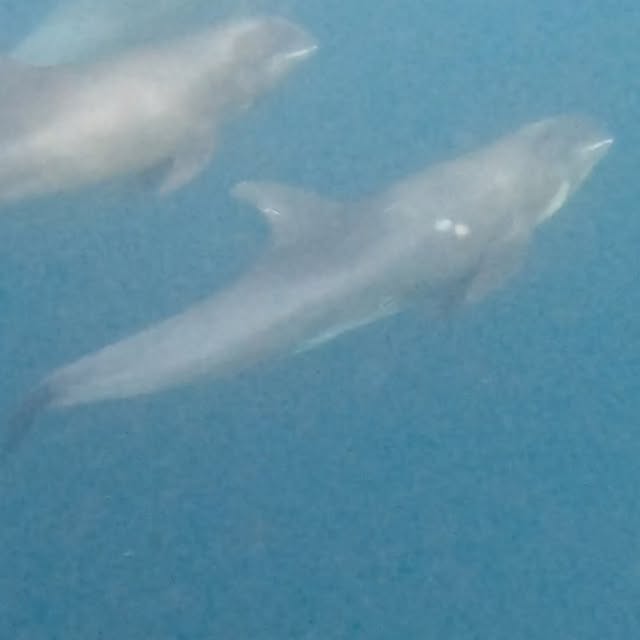 Post by kath.sea.fish