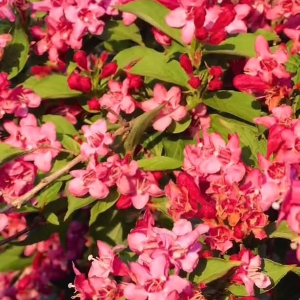 Post by thegoodgarden.co