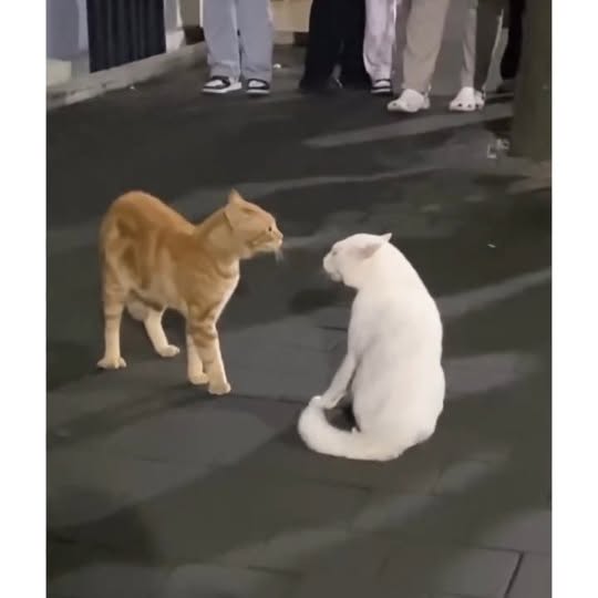 Post by cats_nomad18