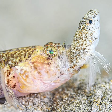 Post by javiermurciarequena