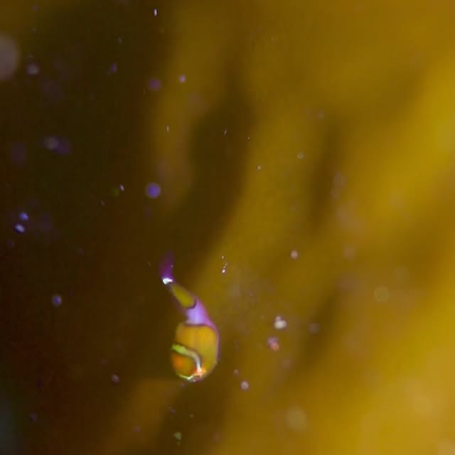 Post by chishimamurakami