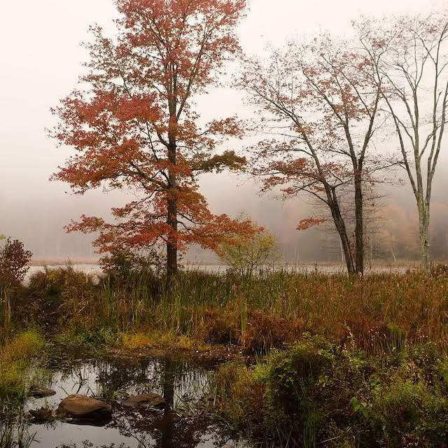 Post by laurelandashfarm