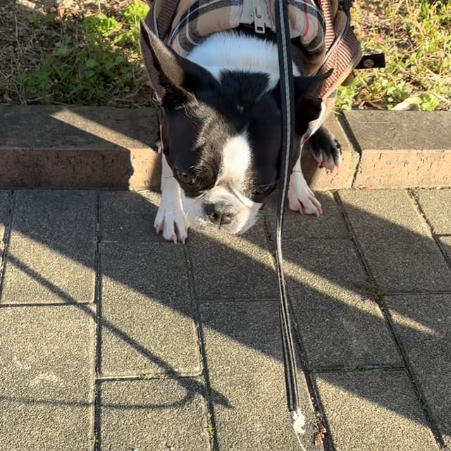 Post by yayoi_bostonterrier