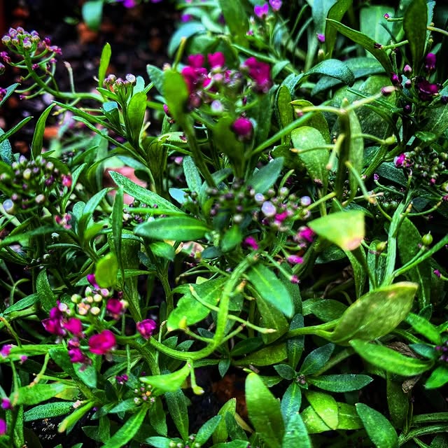 Post by presente_sugi