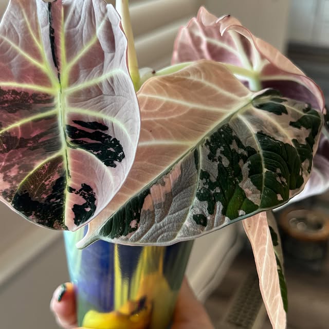 Post by alltheplantys