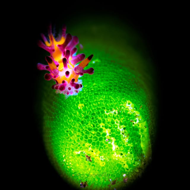 Post by kathrin_underwater