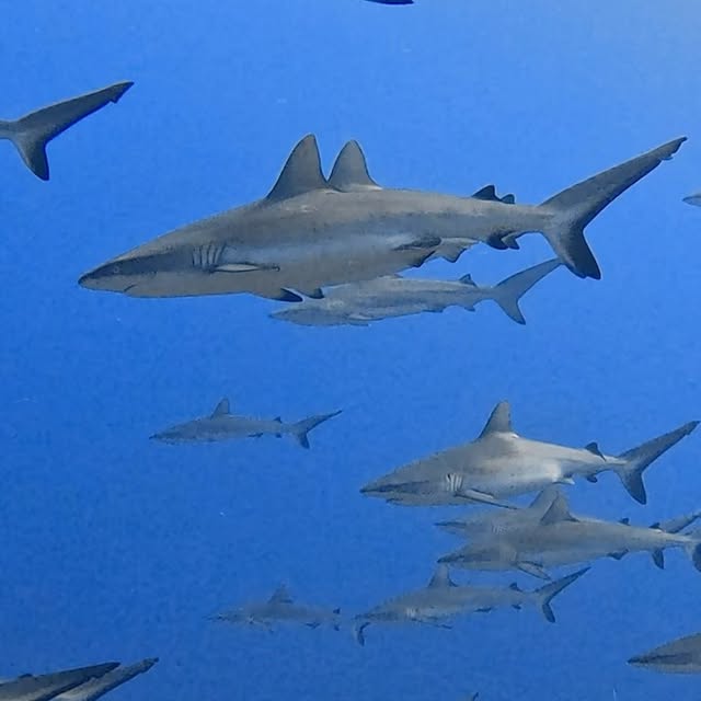 Post by reiko.alice.takahashi