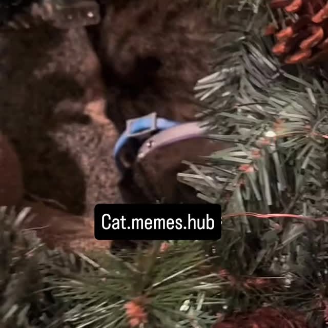 Post by cat.memes.hub