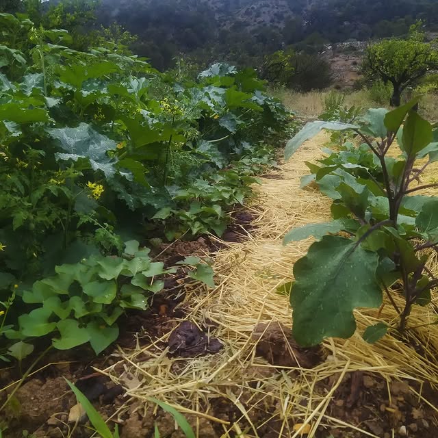 Post by creative_gardening_spain