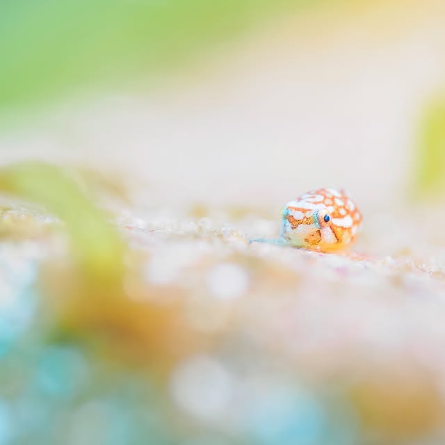 Post by hideyukihongo