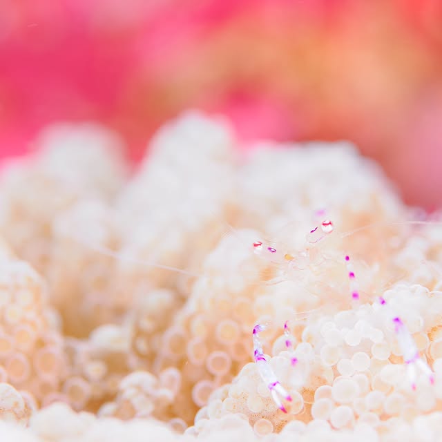 Post by hideyukihongo