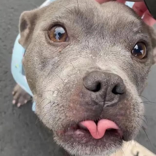 Post by pitbull_addict_