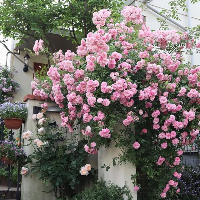 Post by garden_desiign