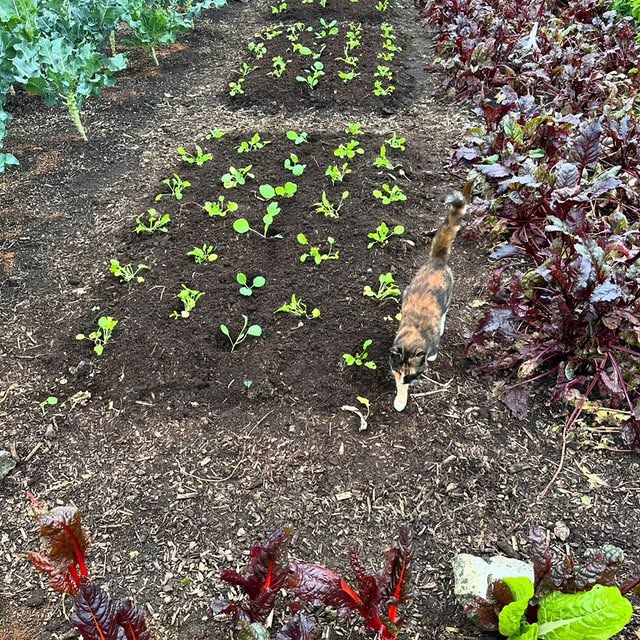 Post by daily_gardening_life