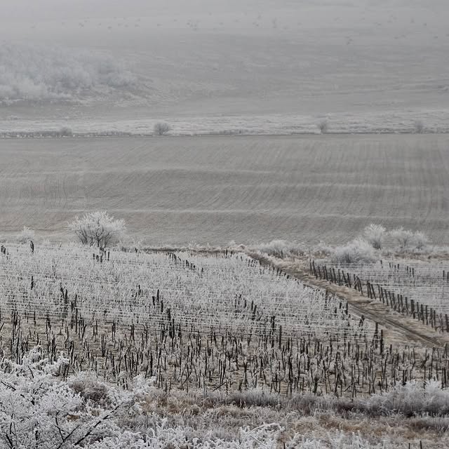 Post by littlewine.io