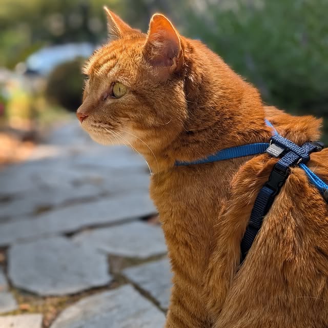 Post by cobblerkittycat