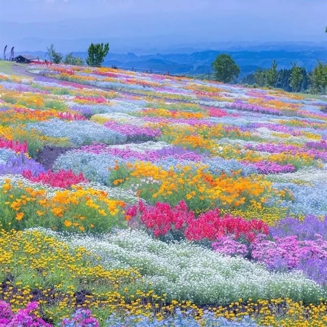 Post by gardening.paeet