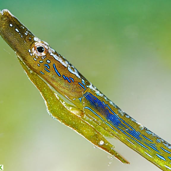 Post by javiermurciarequena