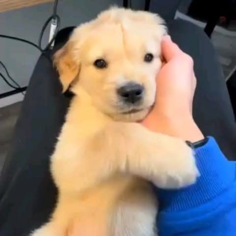 Post by dogszoni