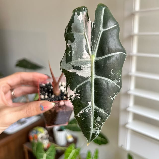 Post by alltheplantys