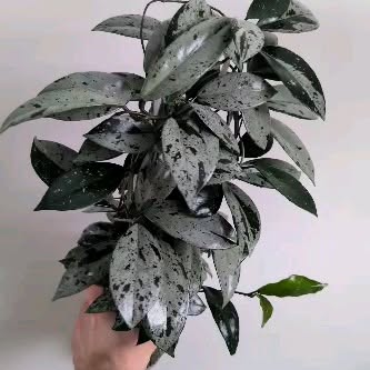 Post by philobrandon