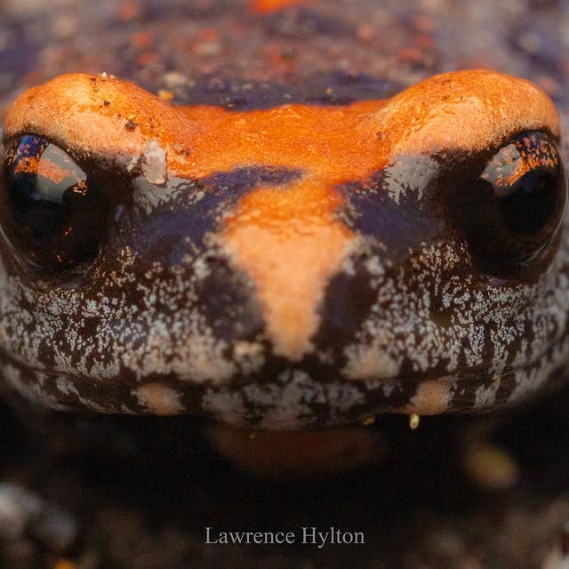 Post by hylton_in_nature