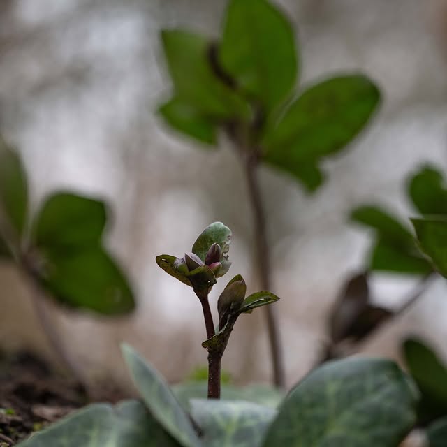 Post by wildsidegarden