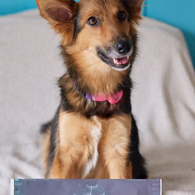 Post by casalpetfamily