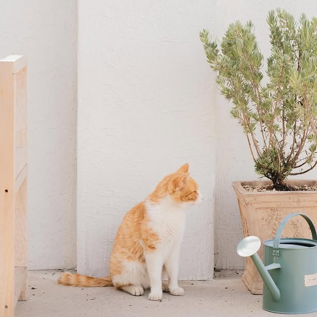 Post by applewatchstylevn