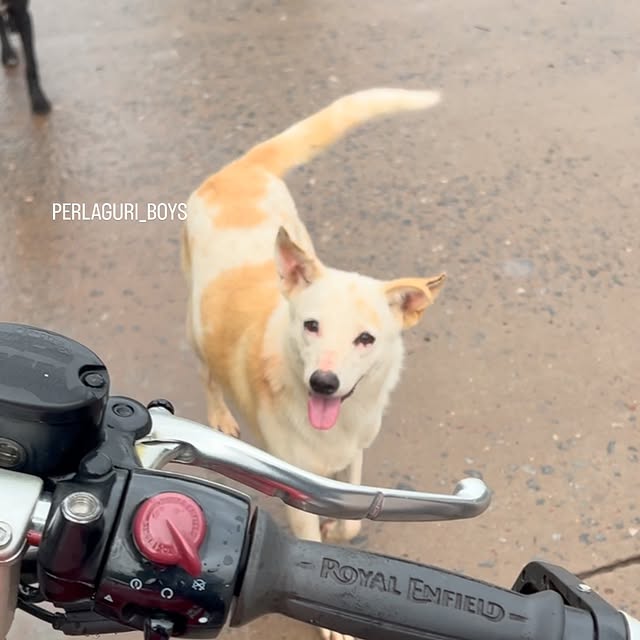 Post by perlaguri_boys