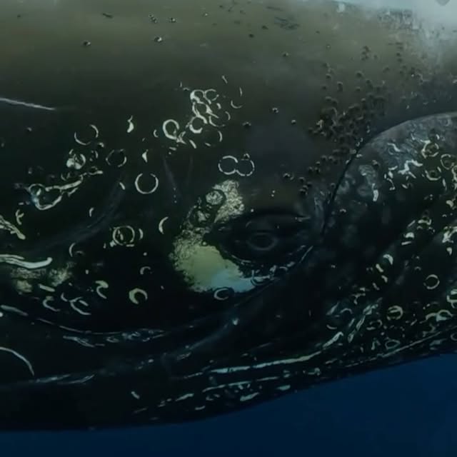 Post by underwaterpat