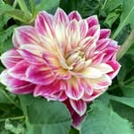 Angela Helen Arnold's profile picture