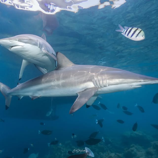 Post by ericdevicente