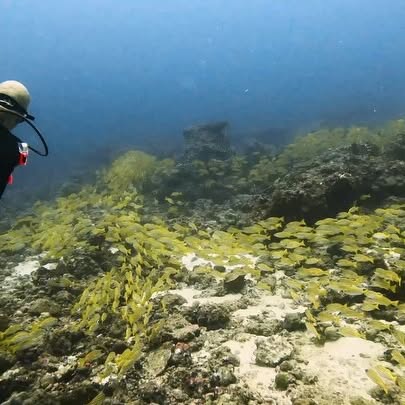 Post by kath.sea.fish