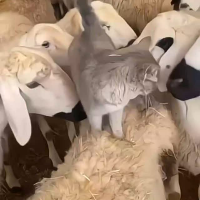 Post by cats_meows_planet