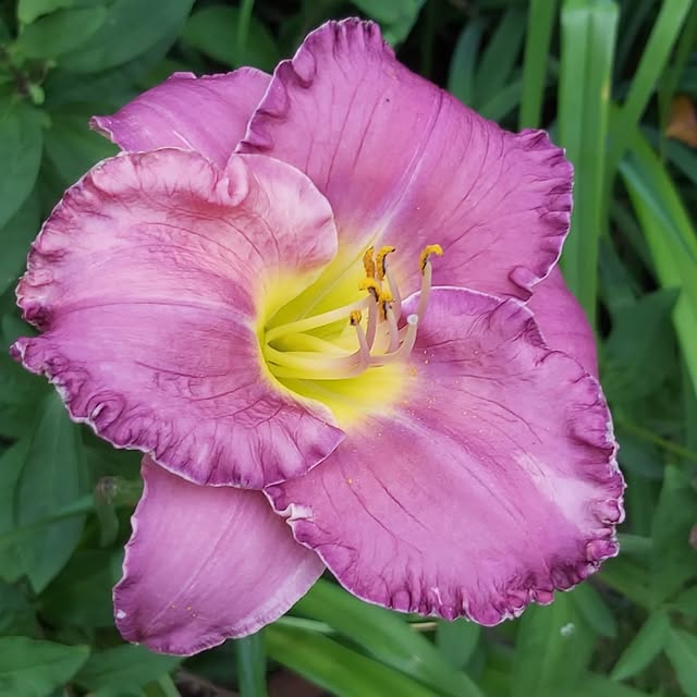 Post by sofiehills_tradgard