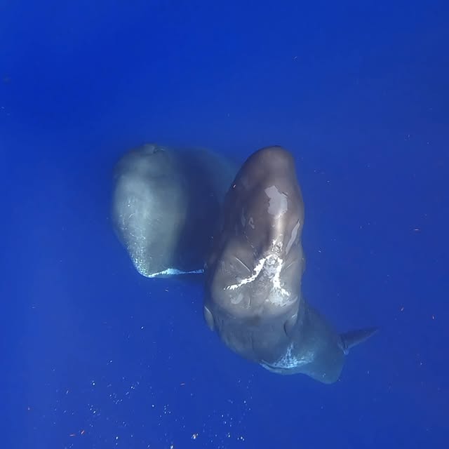 Post by reiko.alice.takahashi