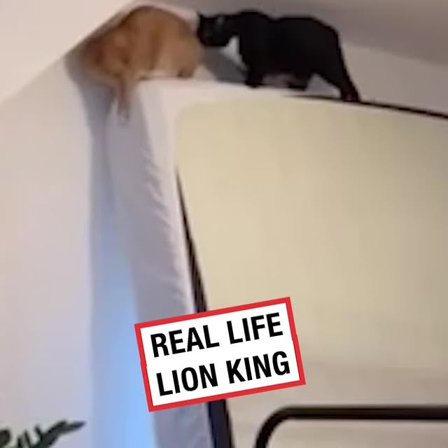 Post by ladbible
